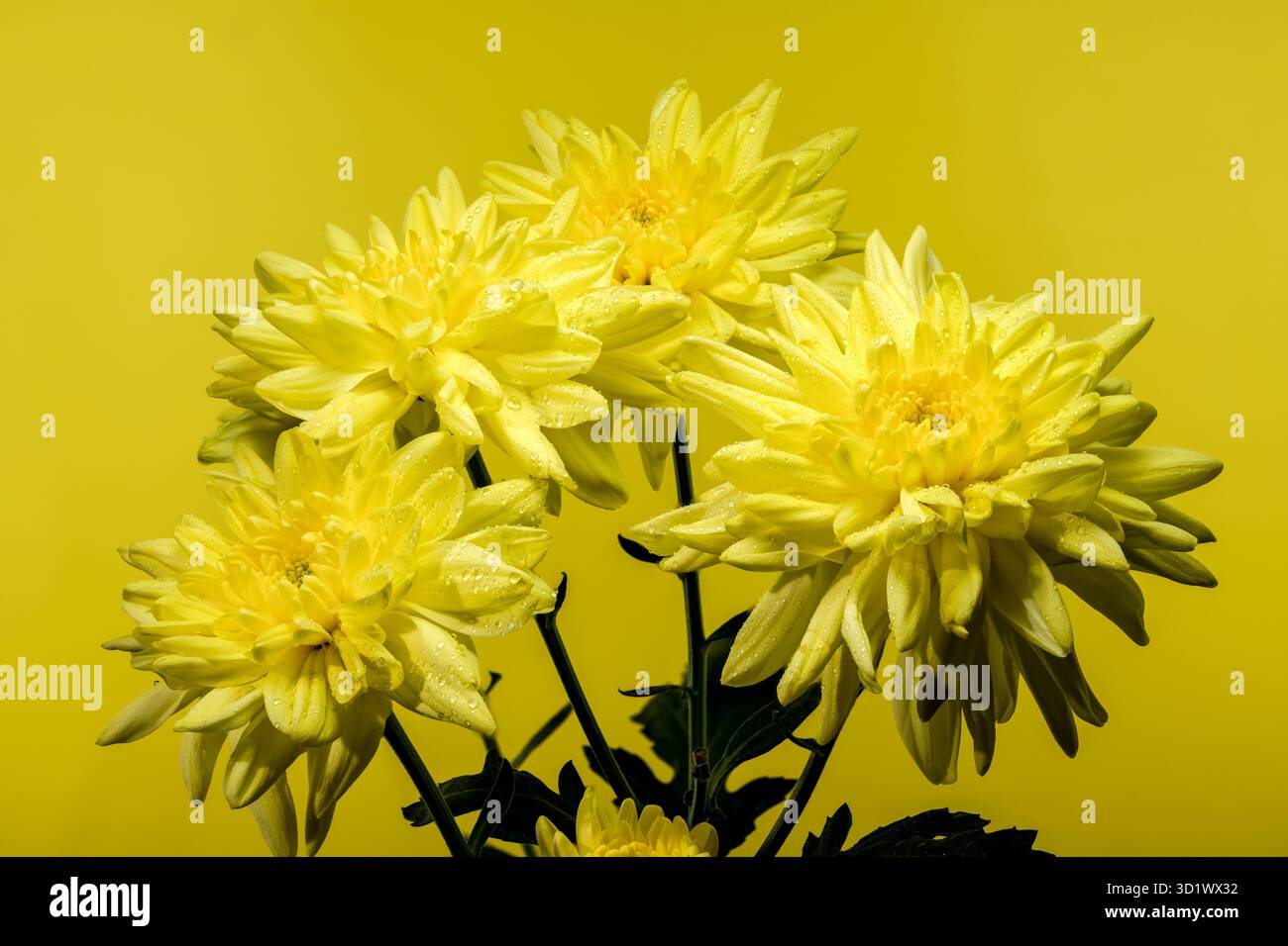 Chrysantheme Amour Yellow auf gelbem Hintergrund Stockfoto