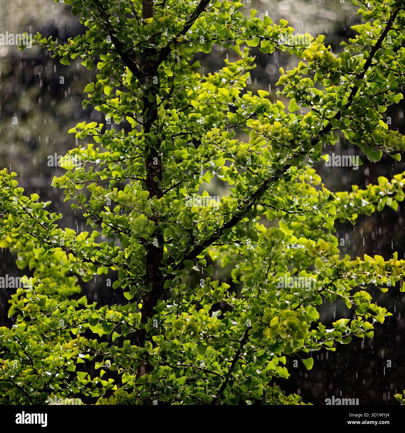 Ginkgo, Ginkgo biloba, im Regen, Witten, Ruhrgebiet, Nordrhein-Westfalen, Deutschland, Europa Stockfoto