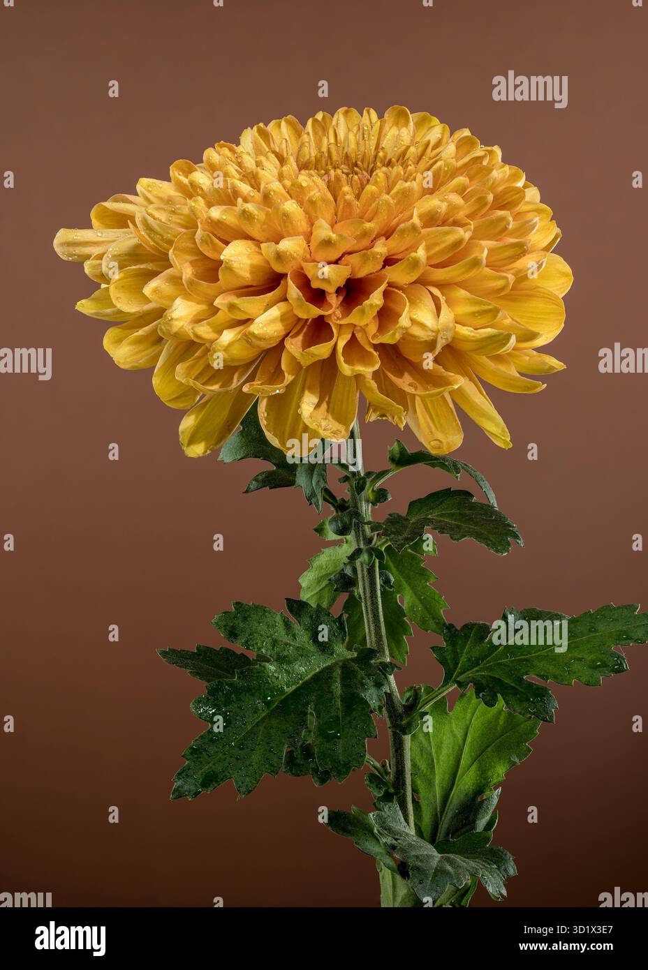 Goldene Chrysanthemenblüte mit Tau Stockfoto