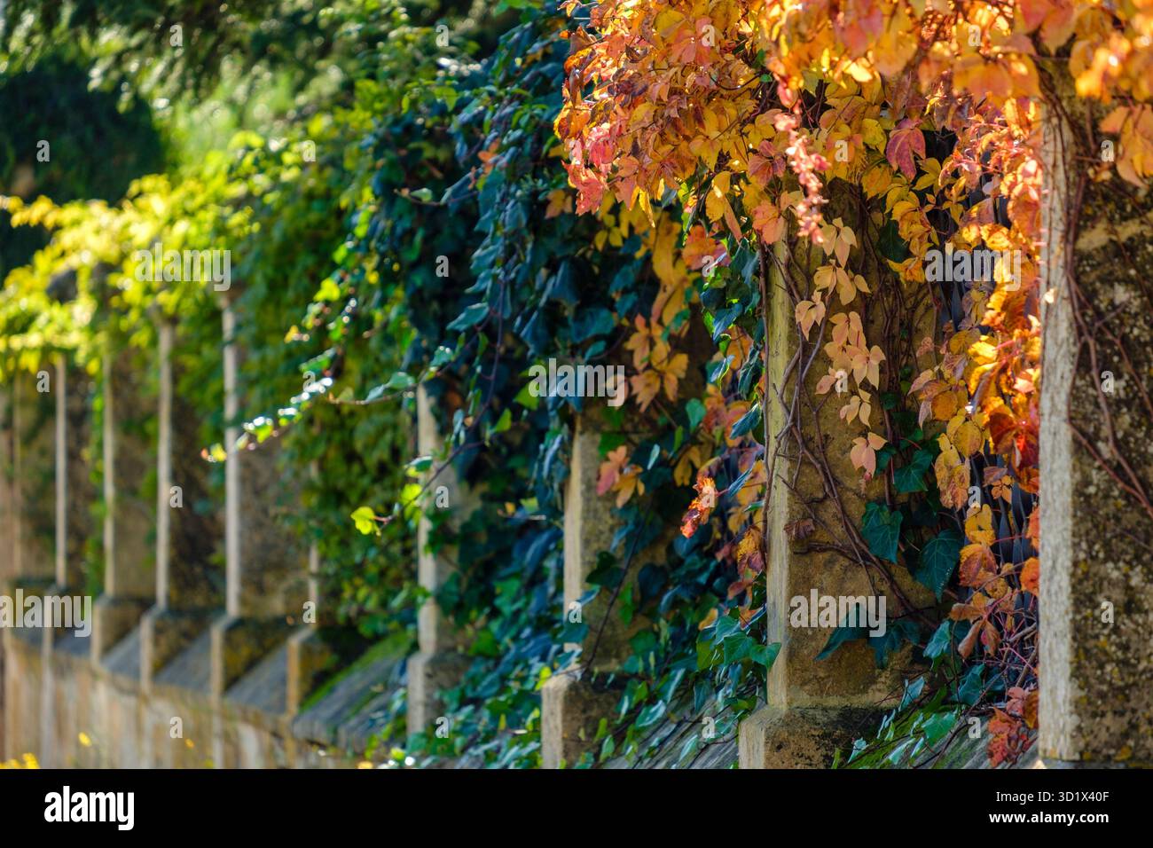 Gemüsegarten Stockfoto