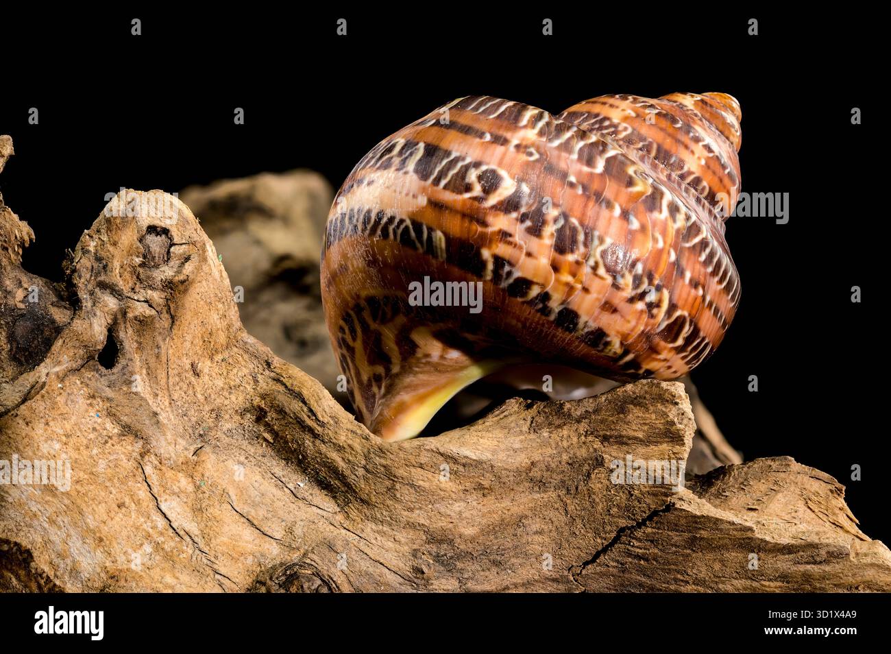Elegante Tiger Cowrie Conch auf Treibholz auf schwarzem Hintergrund Stockfoto