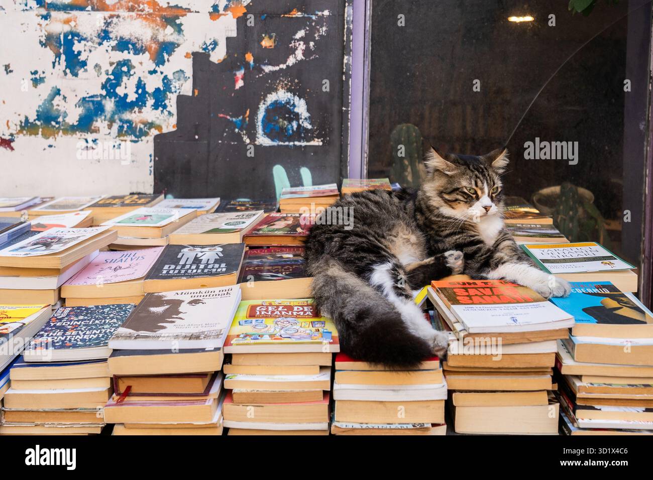 Cat liegt auf Stapeln gebrauchter Bücher, die auf einem Straßentisch in Beyoğlu, Istanbul, Türkiye ausgestellt sind. Stockfoto