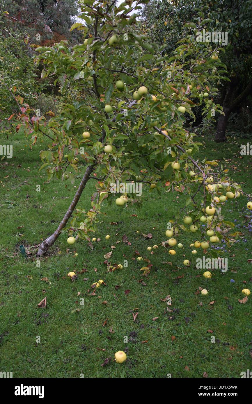 Goldene köstliche Äpfel fallen vom Baum auf den Boden in einem Garden Surrey England Stockfoto
