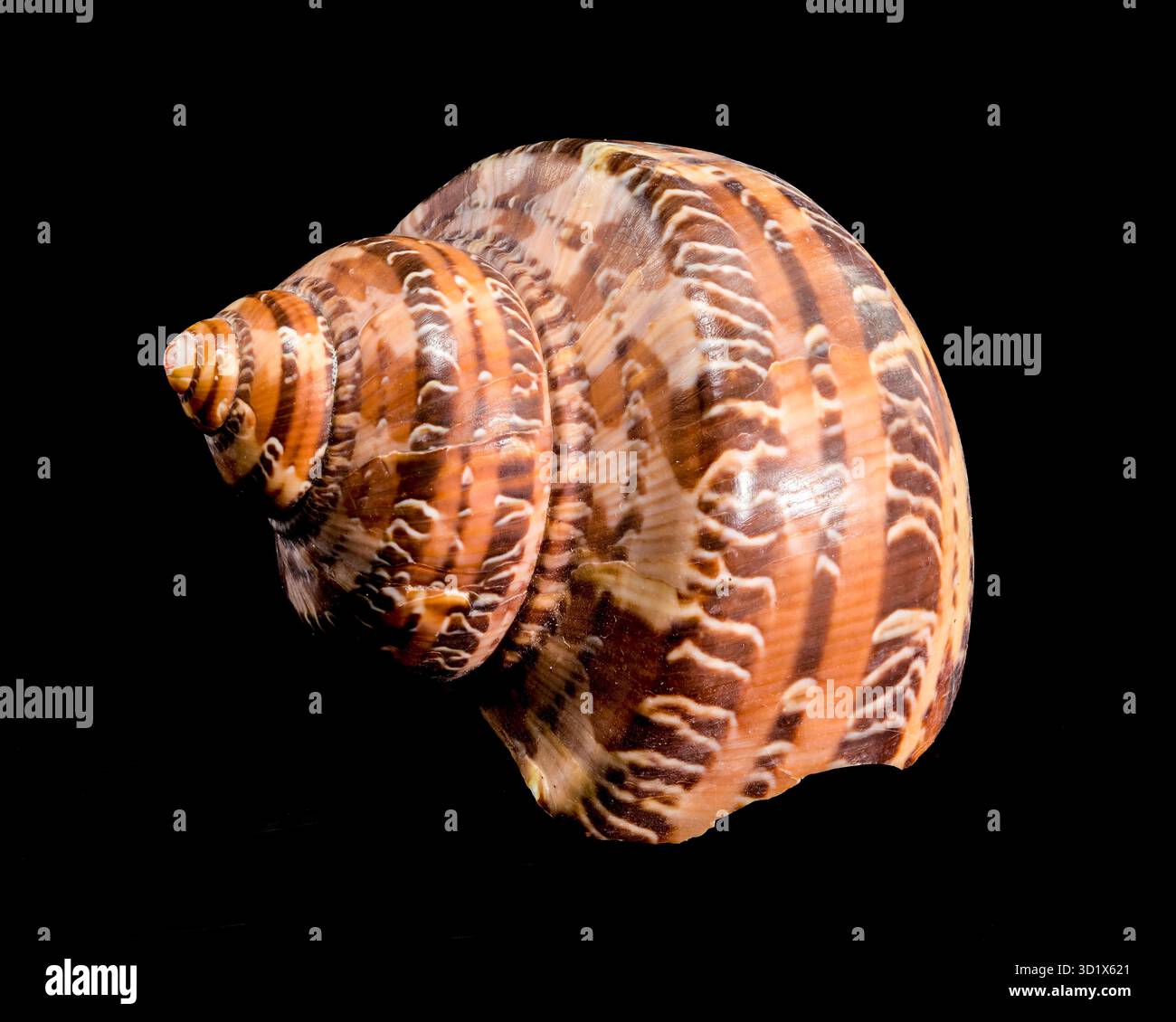Elegante Tiger Cowrie Conch auf schwarzem Hintergrund Stockfoto