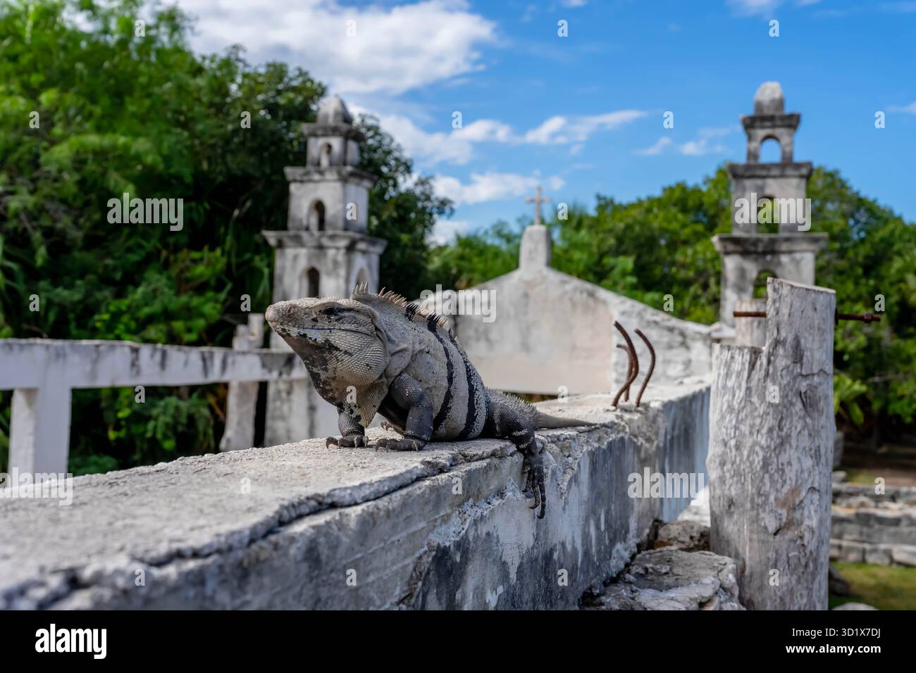 Solar Serenity: Iguanas ruhiges Bad inmitten der Maya-Ruinen in Yucatan, Mexiko Stockfoto