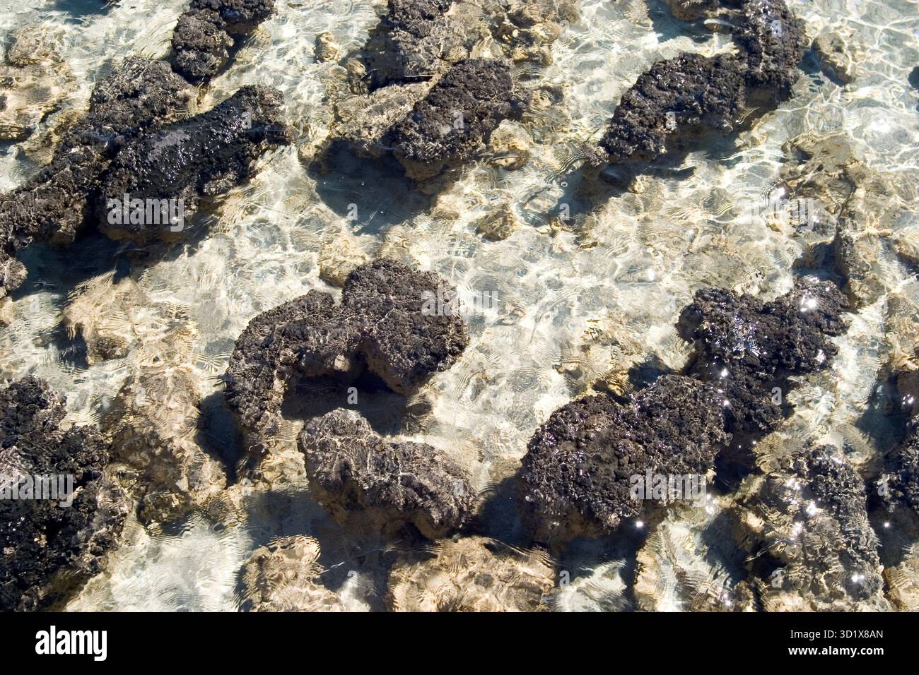 Nahaufnahme von Stromatoliten im Hamelin Pool, Shark Bay, Western Australia, lebenden Fossilien, die durch Cyanobakterien gebildet wurden. Stockfoto
