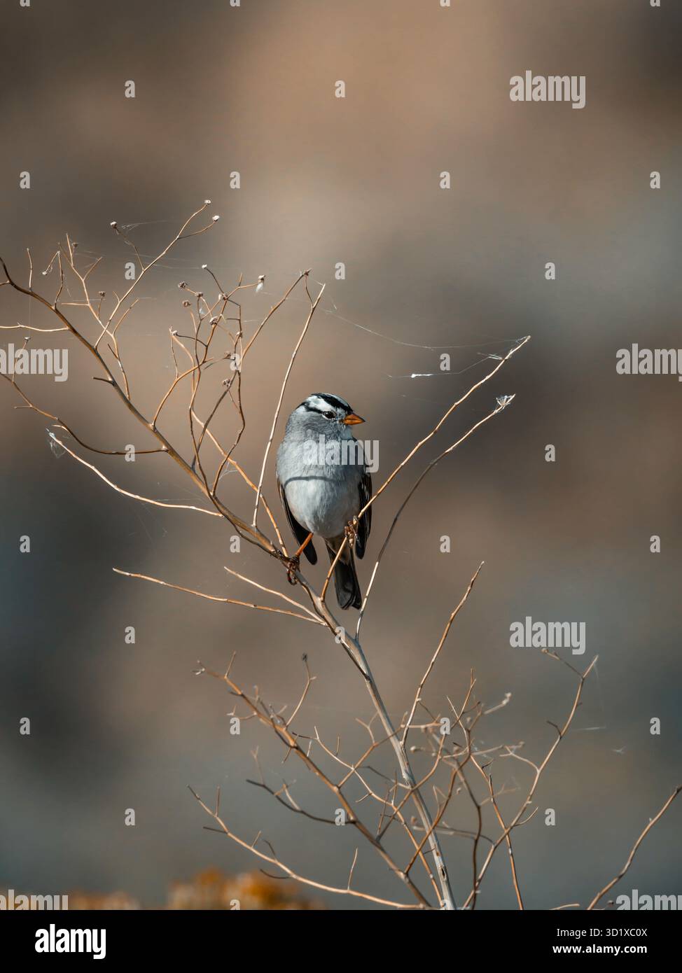 Stiller Wächter des Waldes. Eine große graue Eule, immer wachsam, thront im goldenen Stundenlicht. Stockfoto