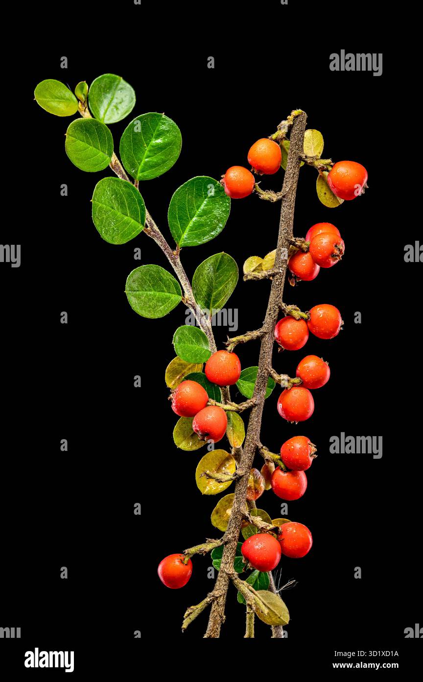 Cotoneaster Branch mit roten Beeren auf schwarzem Hintergrund Stockfoto