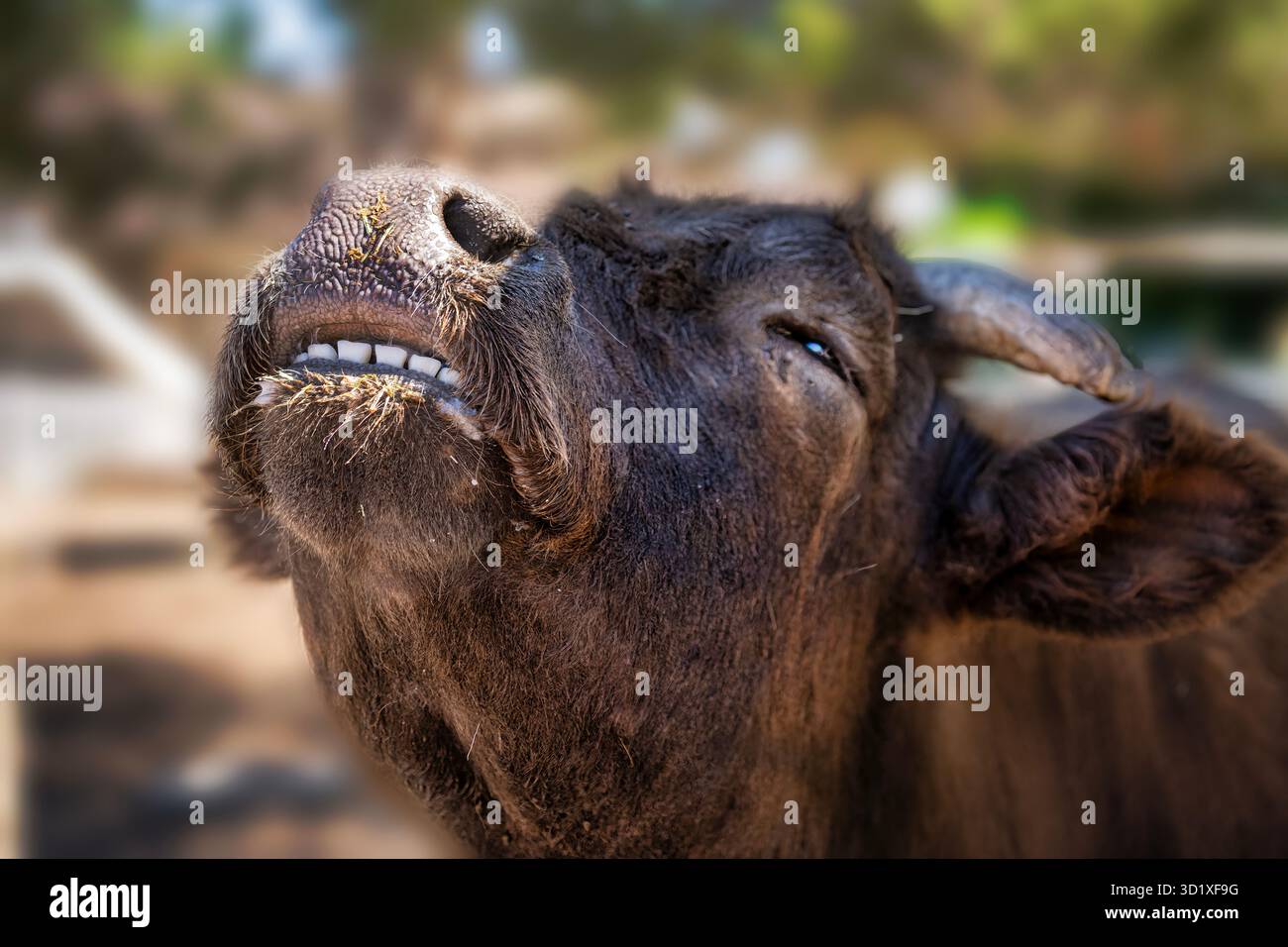 Ein Nahbild einer schottischen Kuh Stockfoto