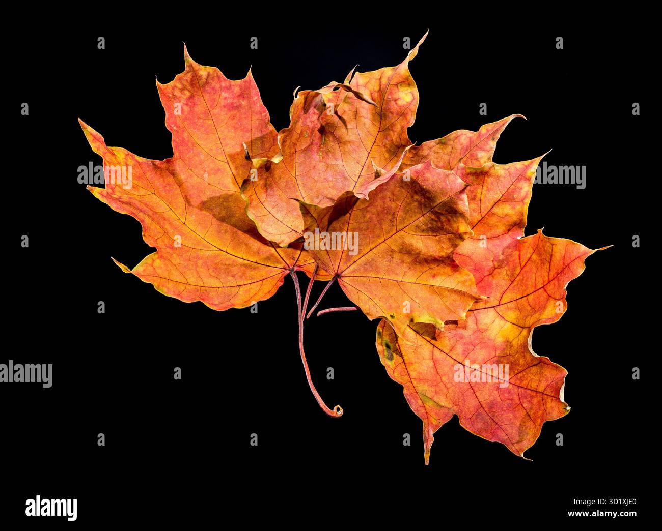 Leuchtende Herbstahornblätter auf schwarzem Hintergrund Stockfoto