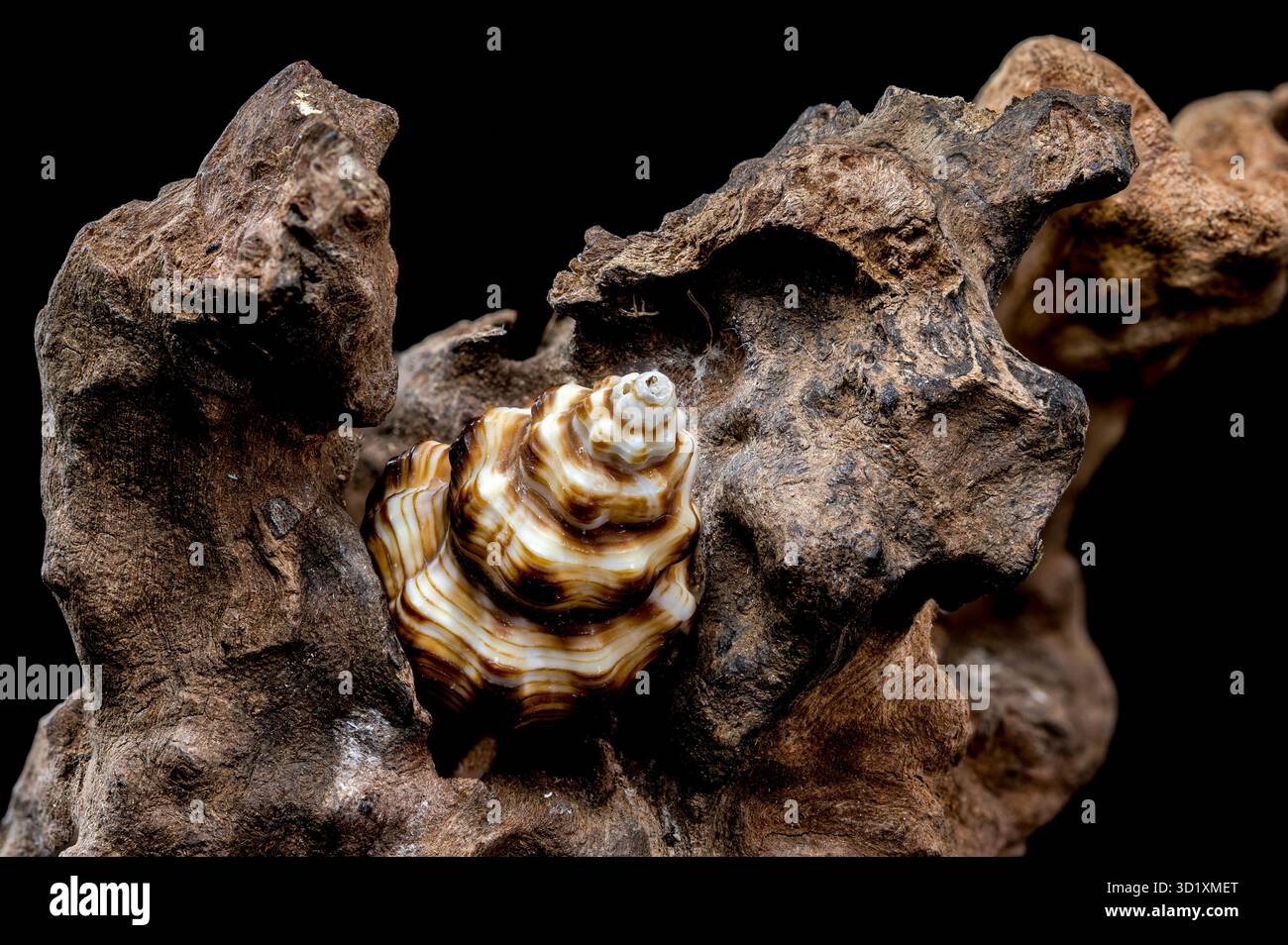 Gestreifte Muschel auf rauem Treibholz Stockfoto
