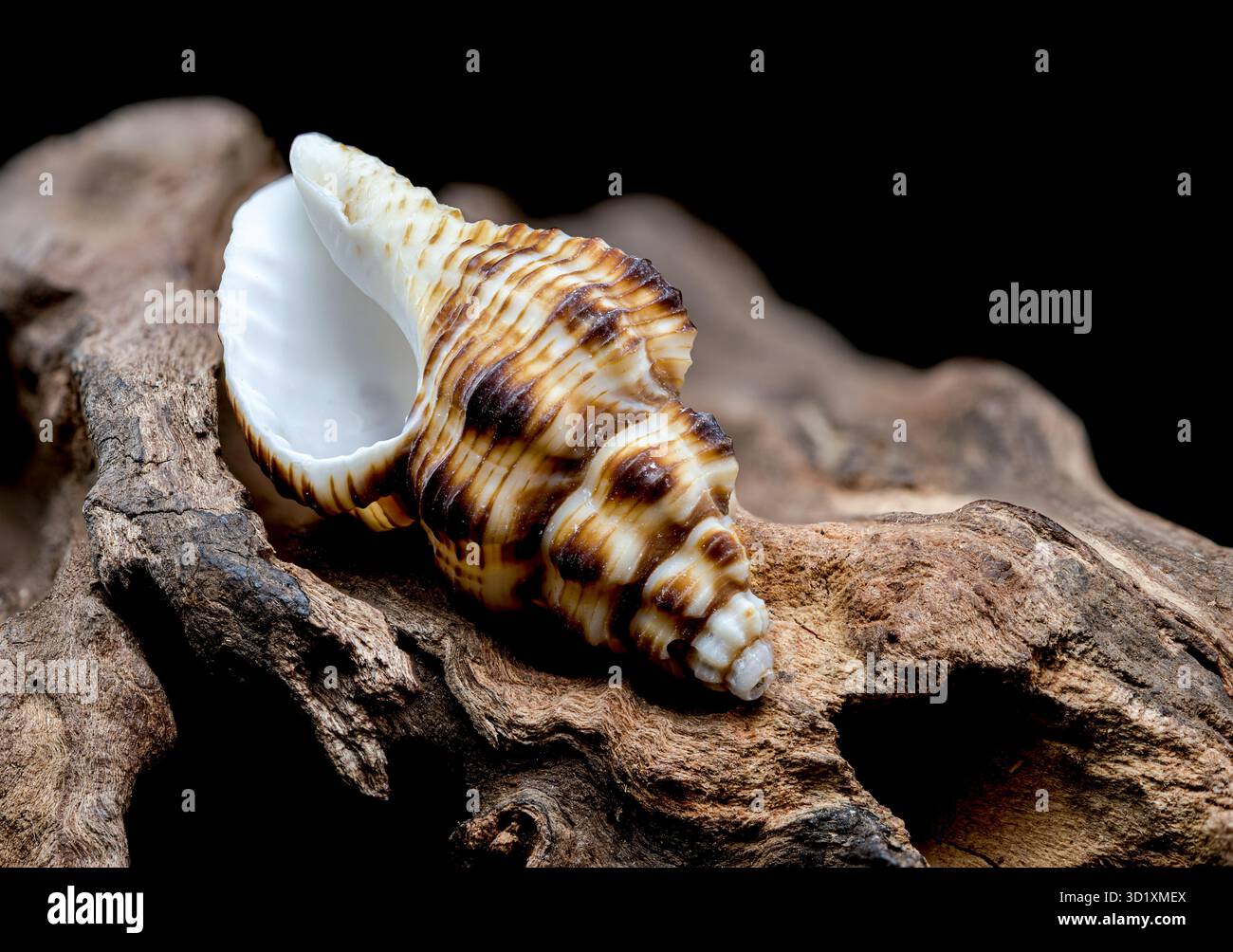 Gestreifte Muschel auf rauem Treibholz Stockfoto