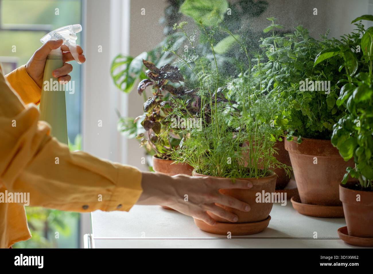Frau, die zu Hause auf dem Tisch Wassergrün in Töpfe sprüht, Hände nah dran. Stockfoto