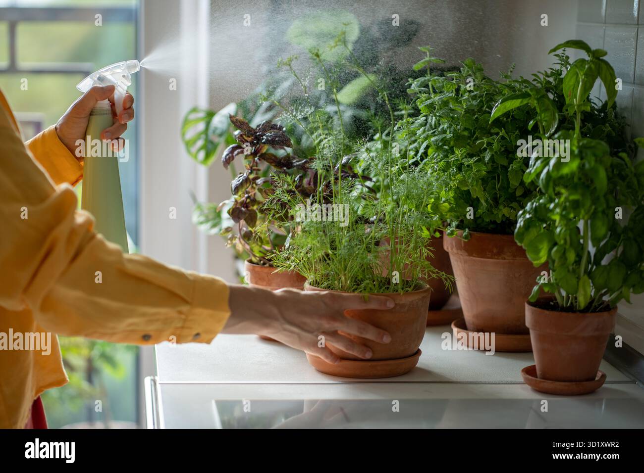 Frau, die zu Hause auf dem Tisch Wassergrün in Töpfe sprüht, Hände nah dran. Stockfoto