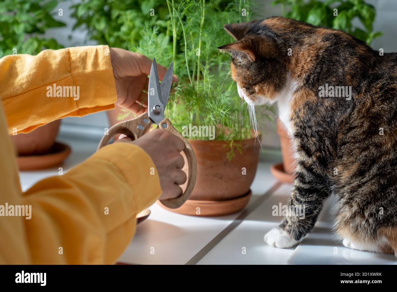 Besitzer Katze mit Interesse Haustier schneiden Bio Dill gewachsen umweltfreundliche Topf mit Schere zu Hause Stockfoto