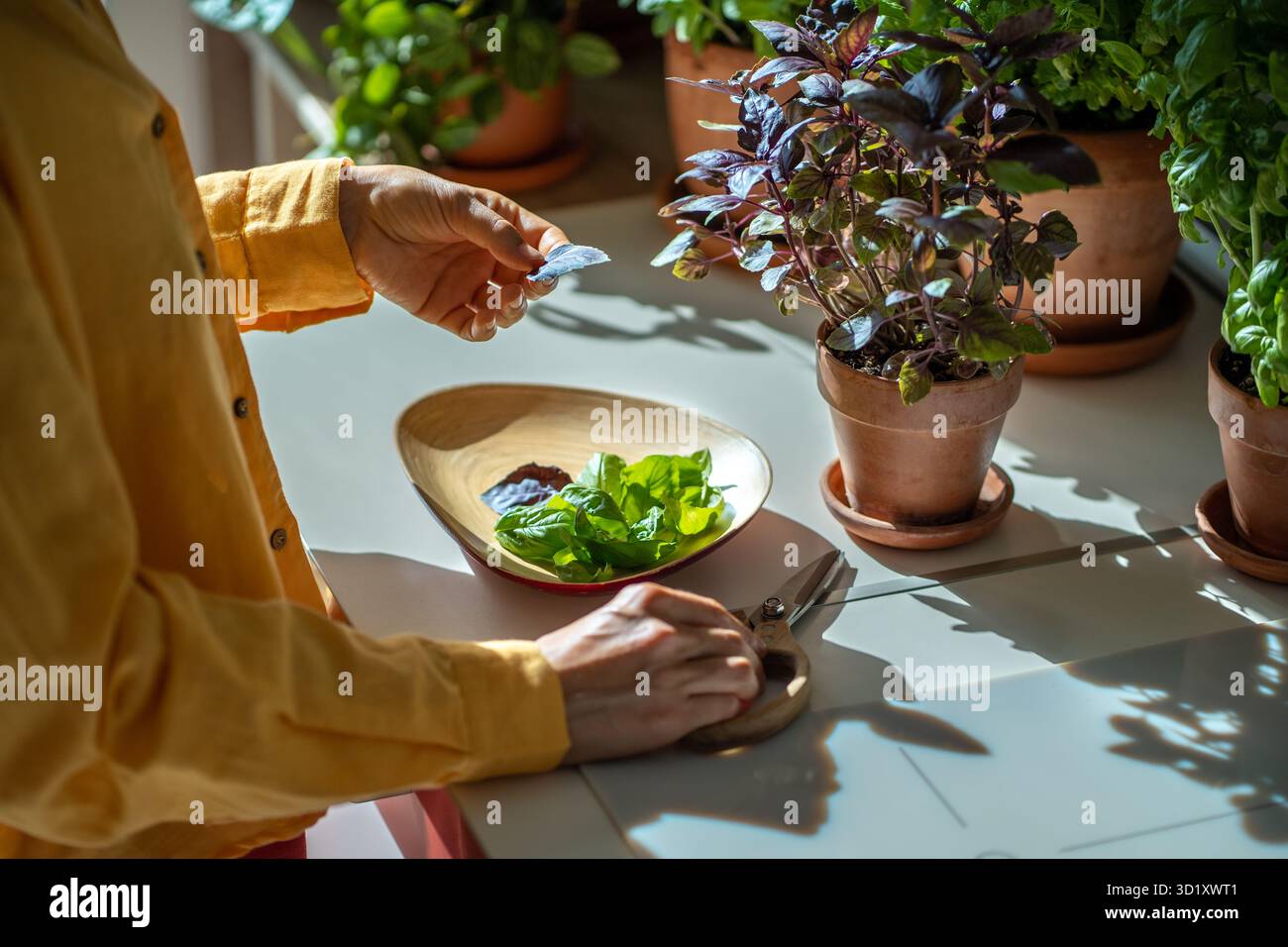 Gärtnerin schneidet Basilikumblätter. Gesunde, leckere Gewürze, die drinnen angebaut werden. Ernte Stockfoto