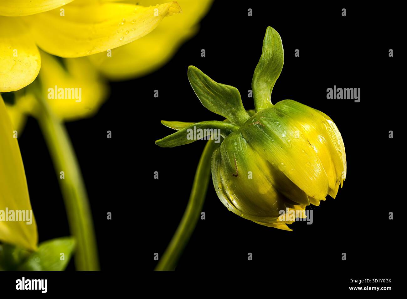 Sonnige Dahlia auf schwarzem Hintergrund Stockfoto