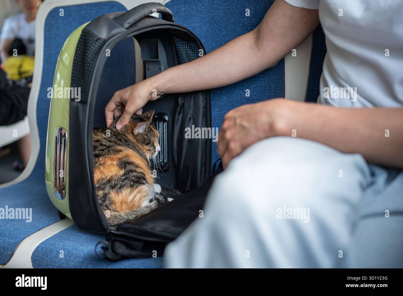 Männliche Hand beruhigt ängstliche, ruhige Katze im Rucksack-Stil Katzenträger im Zug. Bequeme Haustiertasche Stockfoto
