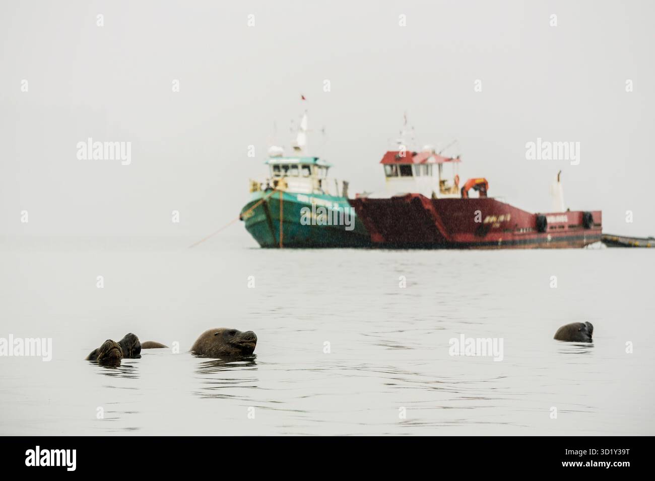Seelöwen (Otaria flavescens) vor Fischerbooten, Hafen von Castro, Chiloé-Archipel, Provinz Chiloé, Region Los Lagos, Stockfoto