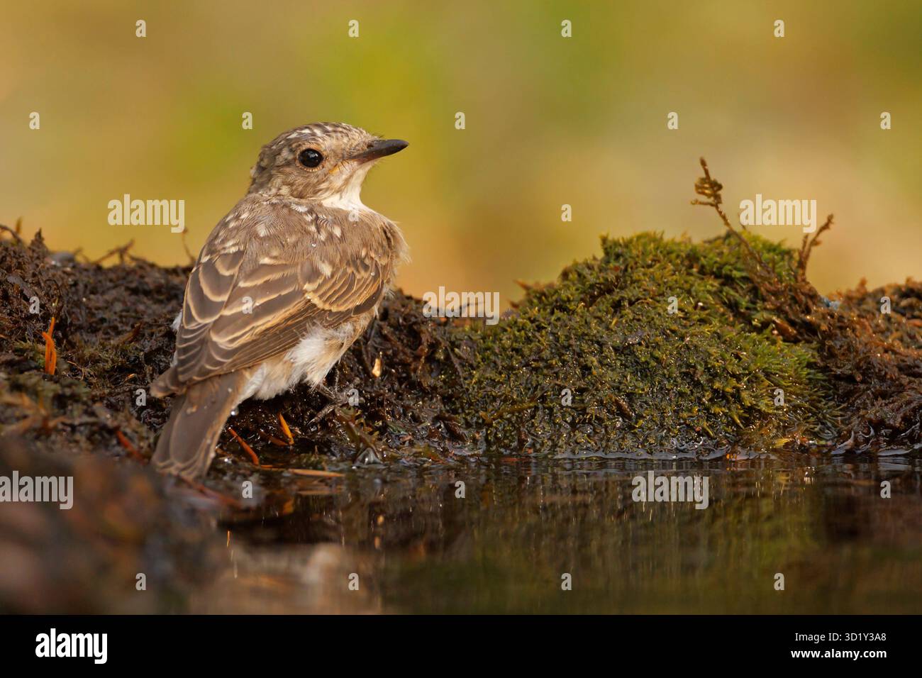 Der gefleckte Fliegenfänger (Muscicapa striata) ist ein kleiner Passerinvogel aus der Alten Welt-Fliegenfänger-Familie. Stockfoto