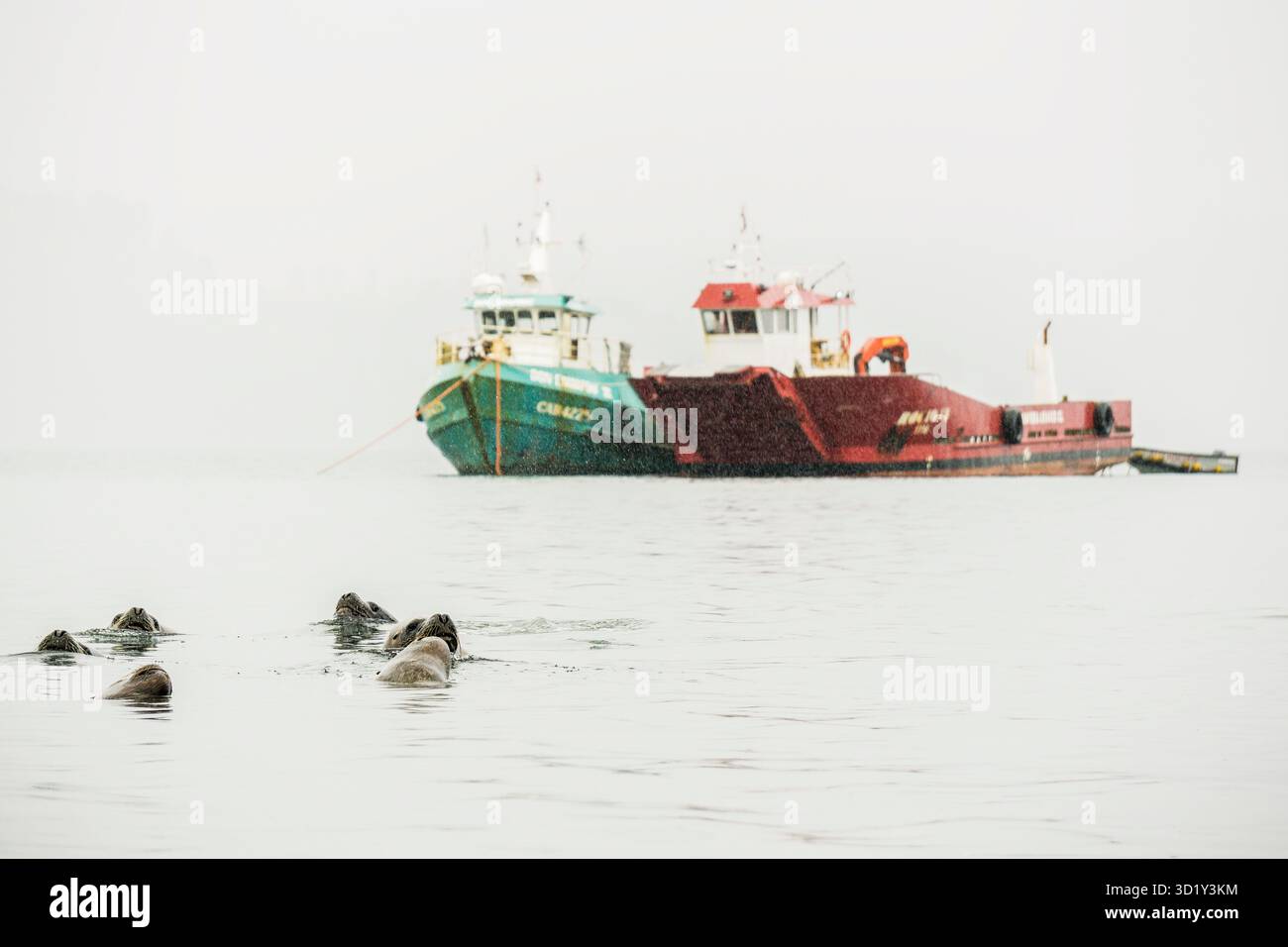 Seelöwen (Otaria flavescens) vor Fischerbooten, Hafen von Castro, Chiloé-Archipel, Provinz Chiloé, Region Los Lagos, Stockfoto