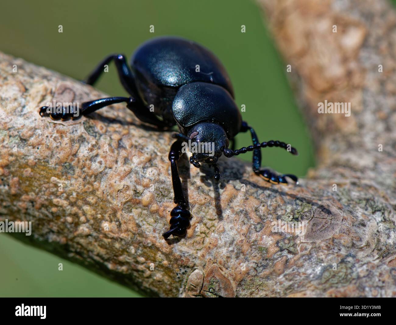 Bloody-Nasen-Käfer (Timarcha tenebricosa), männlich mit großen, behaarten Füßen, die zum Greifen des Hinterteils eines Weibchens während der Paarung geeignet sind, Wiltshire, Großbritannien, April. Stockfoto