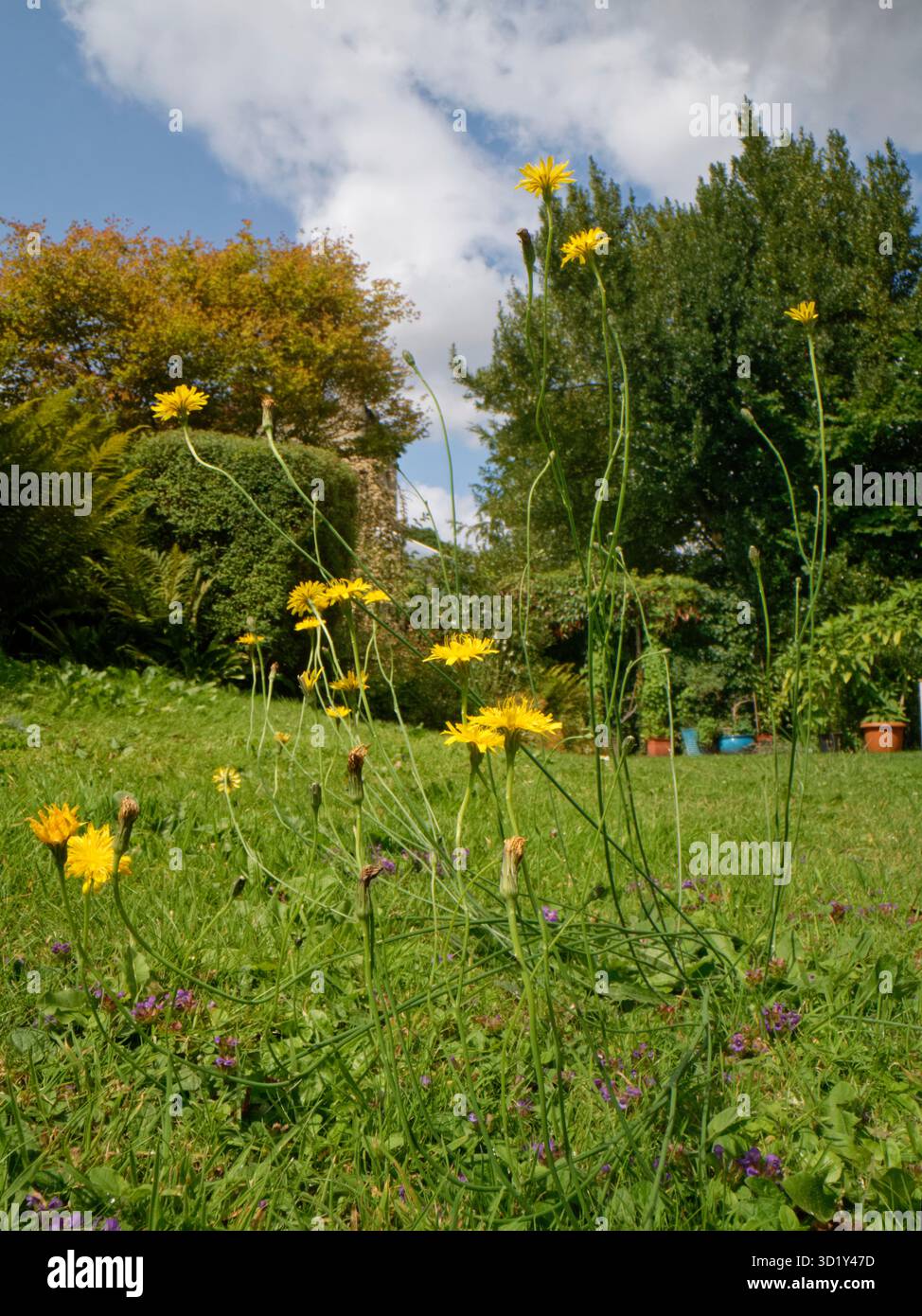 Hawkweed (Hieracium sp.) Und Selfheal (Prunella vulgaris) blüht auf einem selten gemähten Rasen, damit Wildblumen bestäubende Insekten unterstützen können. Stockfoto