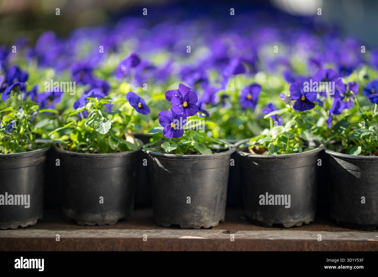 Blühende blaue Stiefmütterchen-Bratschenblüte im Plastiktopf, der in Gewächshäusern oder Kindergärten gezüchtet wird Stockfoto