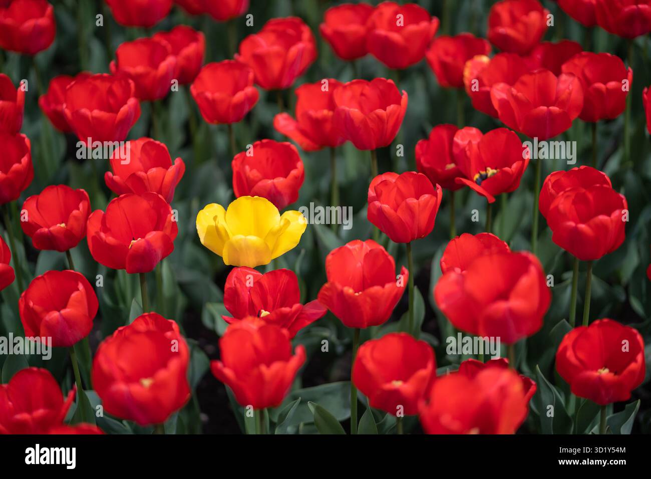Leuchtend rot und gelb blühende Tulpenblüten im Garten, Nahaufnahme Stockfoto