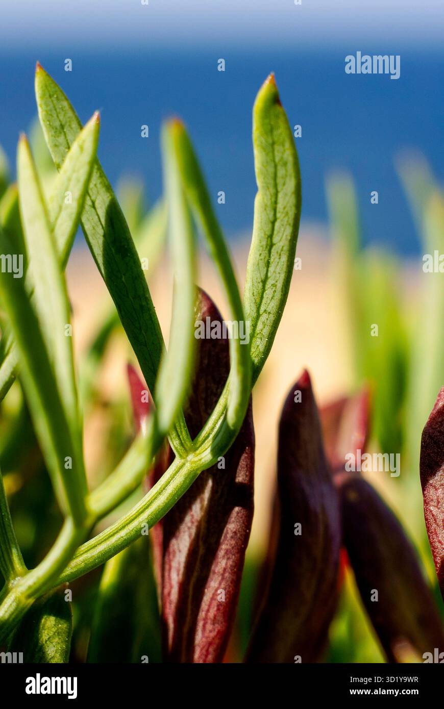 Meerfenchel (Crithmum maritimum), Comte Beaches, Sant Antoni de Portmany, Ibiza, Balearen, Spanien Stockfoto