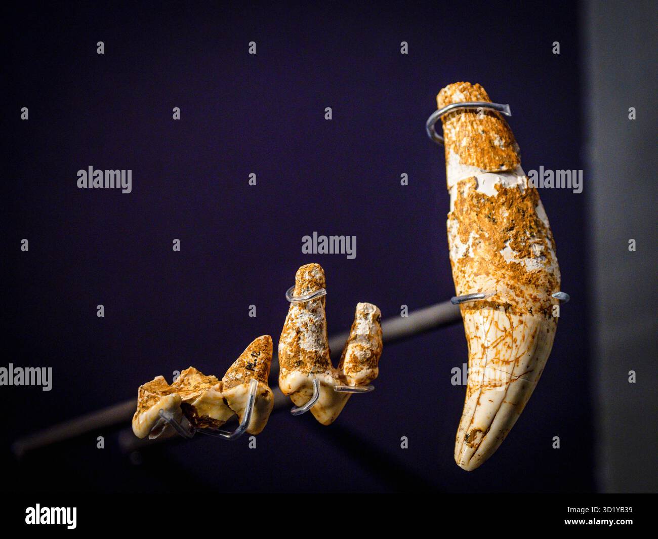 Europäische jaguar Zähne, Panthera gombaszoegensis, Oberes Pliozän -Unteres Pleistozän, Punta Lucero, Zierbana, Arkeologi Museoa, museo aqueologico, Bilb Stockfoto