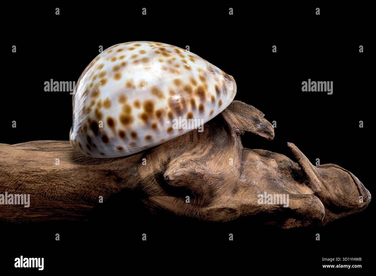 Cypraea tigris, oder die Tiger-Kaurie auf schwarzem Treibholz Hintergrund Stockfoto