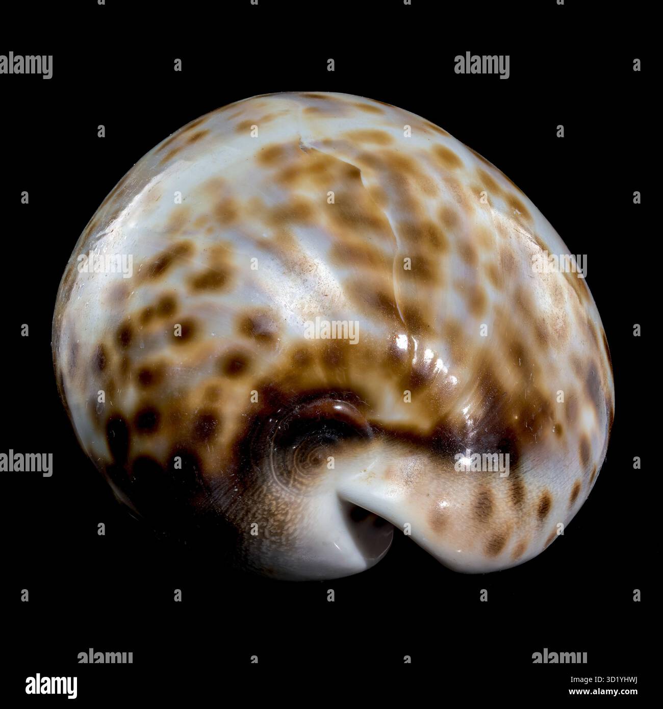 Cypraea tigris, oder die Tiger-Kaurie auf schwarzem Hintergrund Stockfoto