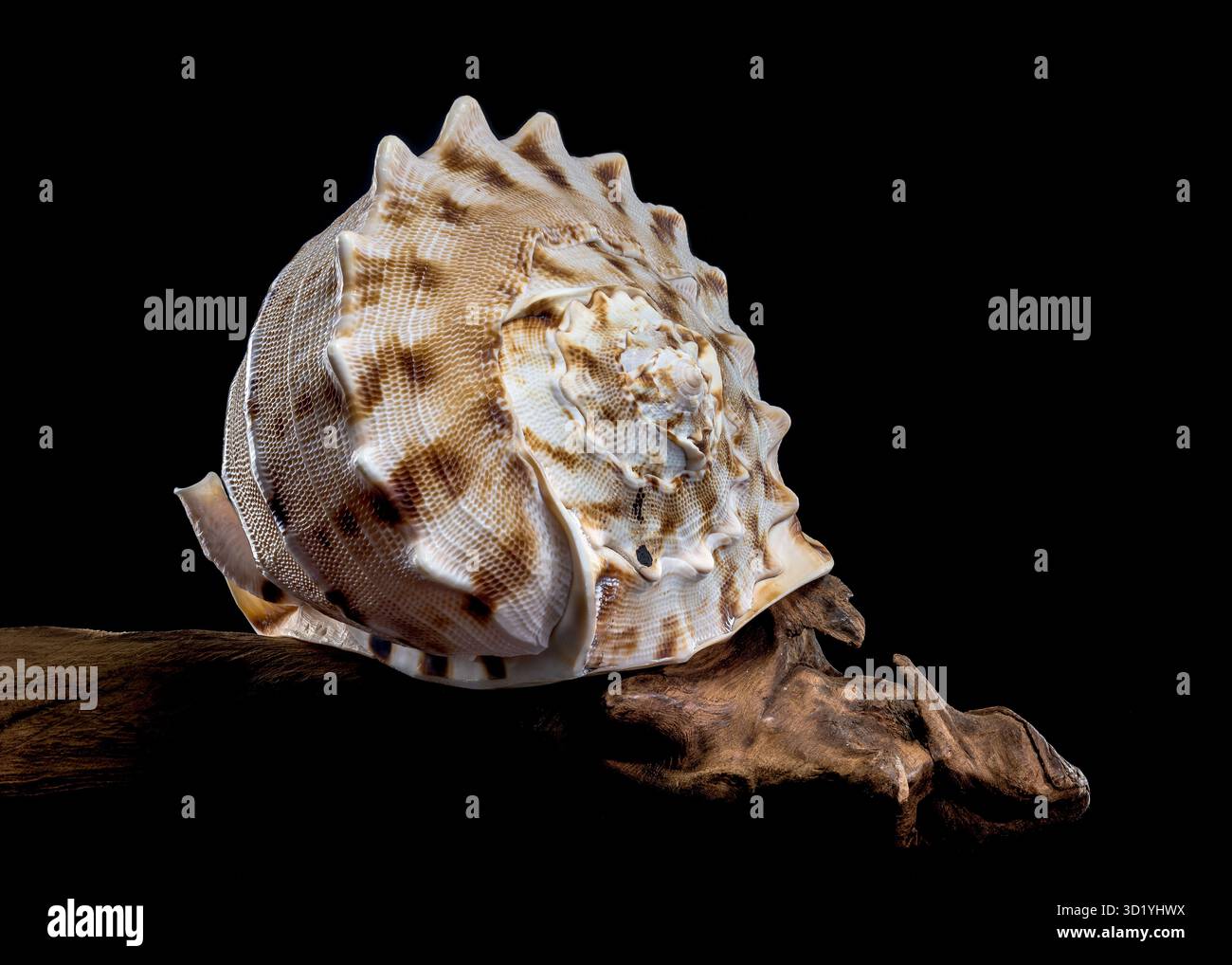 Cassis cornuta oder gehörnte Helmschale auf schwarzem Hintergrund Stockfoto