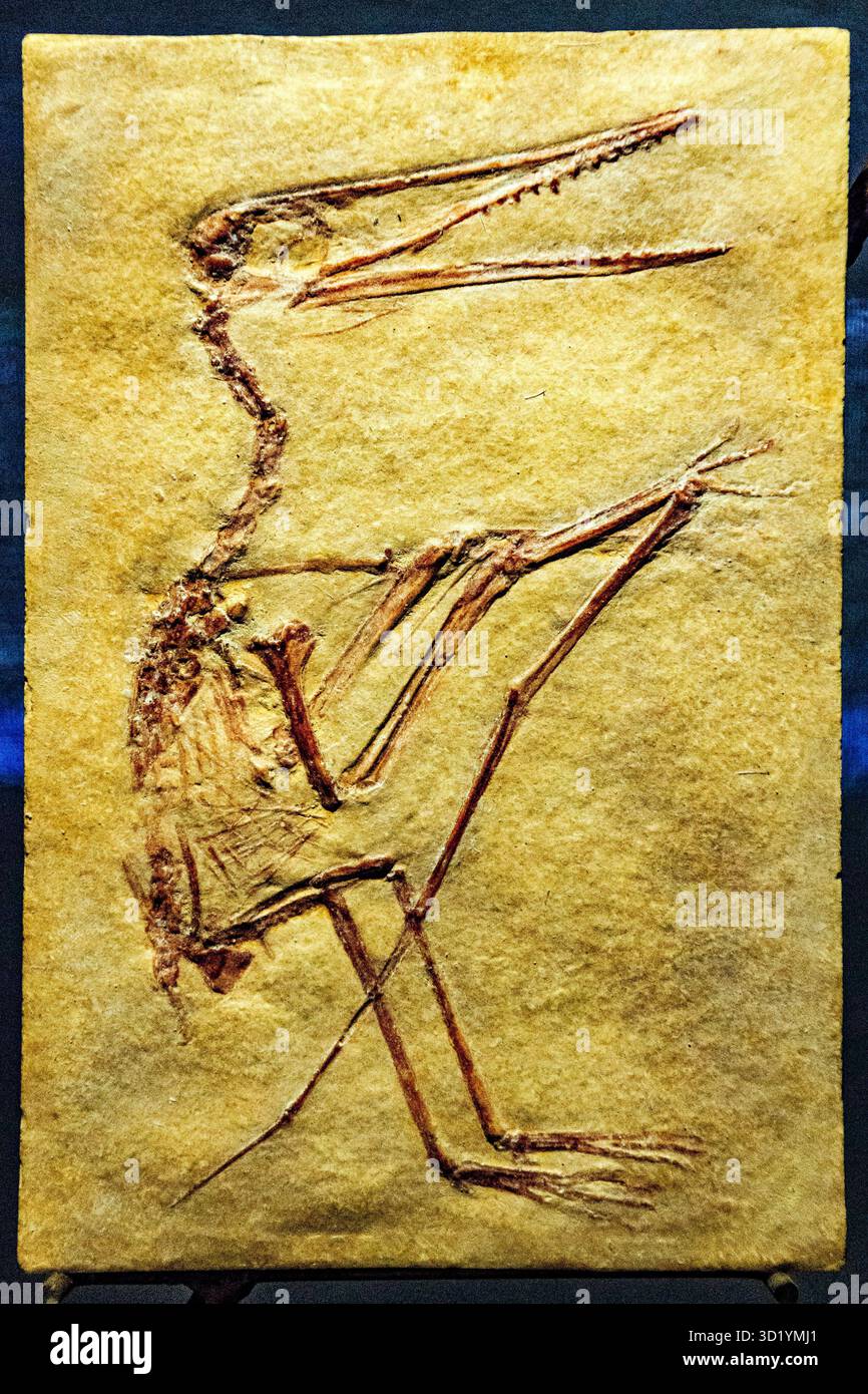 Pterosaurier, 150 MJ, Jurasico, Dinosauria, Dinosauriermuseum, Halle der Evolution, Esperaza.departamento del Aude, Languedoc-Roussillon Stockfoto