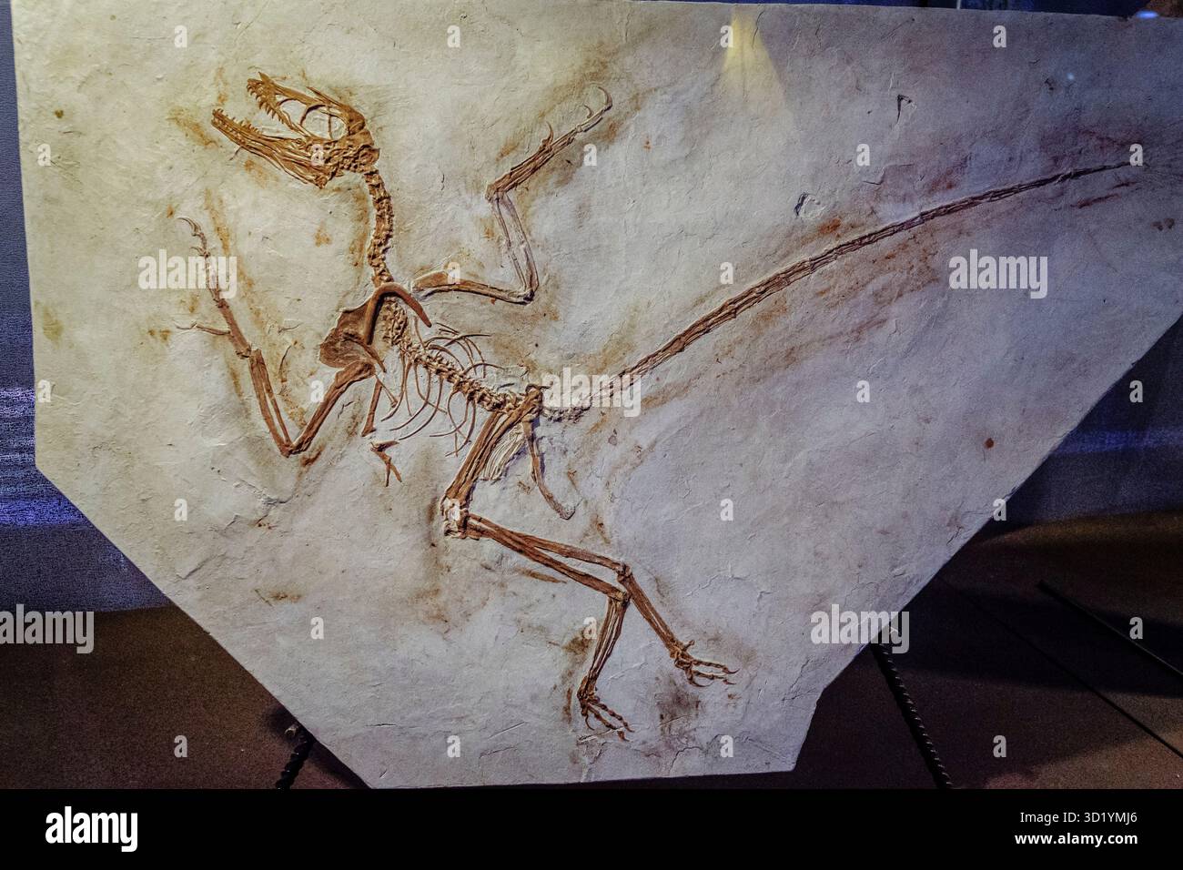 Archaeopteryx, 150 MJ, Dinosaurier, Museum der Dinosaurier, Evolutionsraum, Esperaza.department des eas Aude, Languedoc-Roussillon Stockfoto