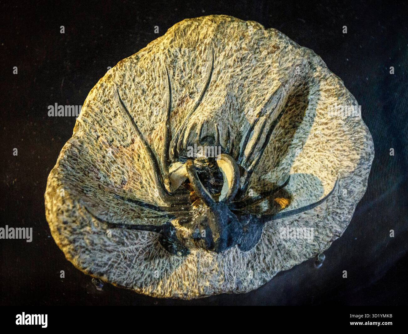 Verteidigungsstrategie, Trilobiten, Dinosaurien, Dinosauriermuseum, Evolutionsraum, Esperaza, Aude, Languedoc-Roussillon, Pyrenäen-Orienta Stockfoto