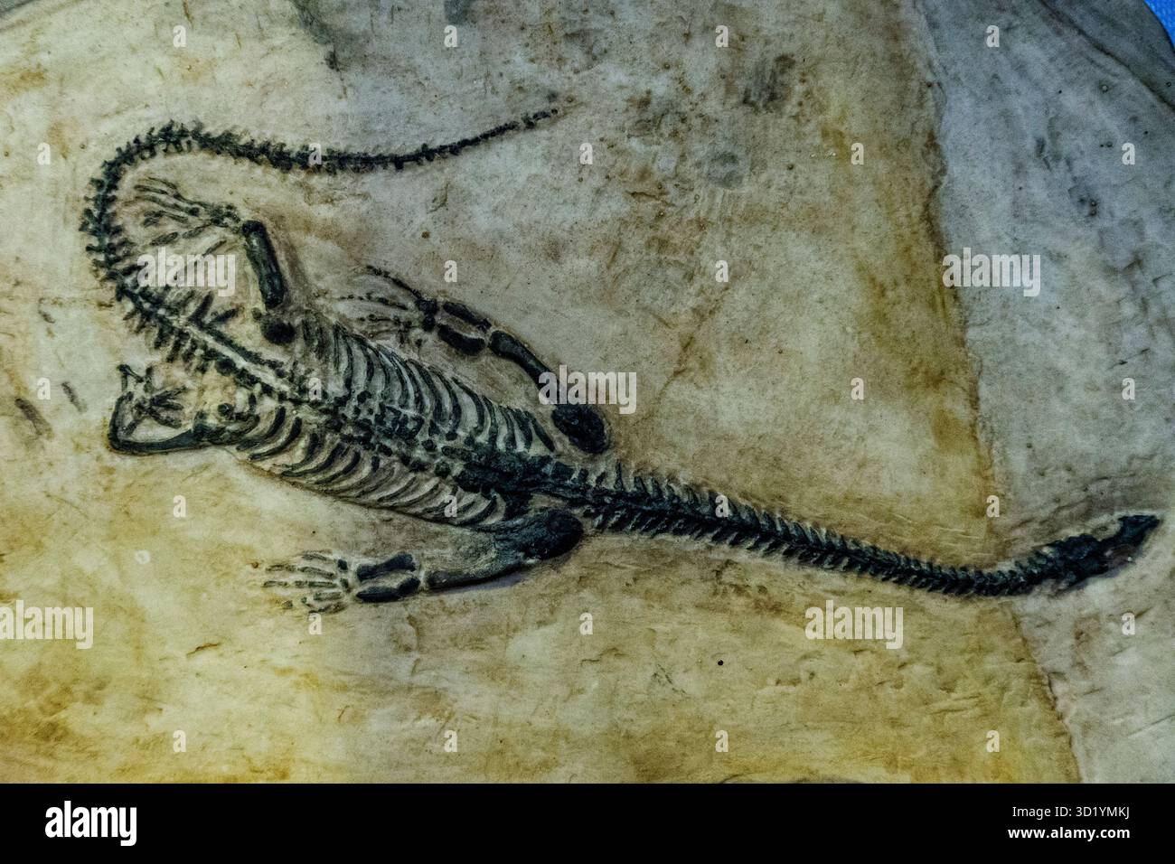 Cyamodus, vor 240 Millionen Jahren, Dinosaurier, Museum der Dinosaurier, Evolutionsraum, Esperaza, Abteilung der Aude, Languedoc-Rouss Stockfoto