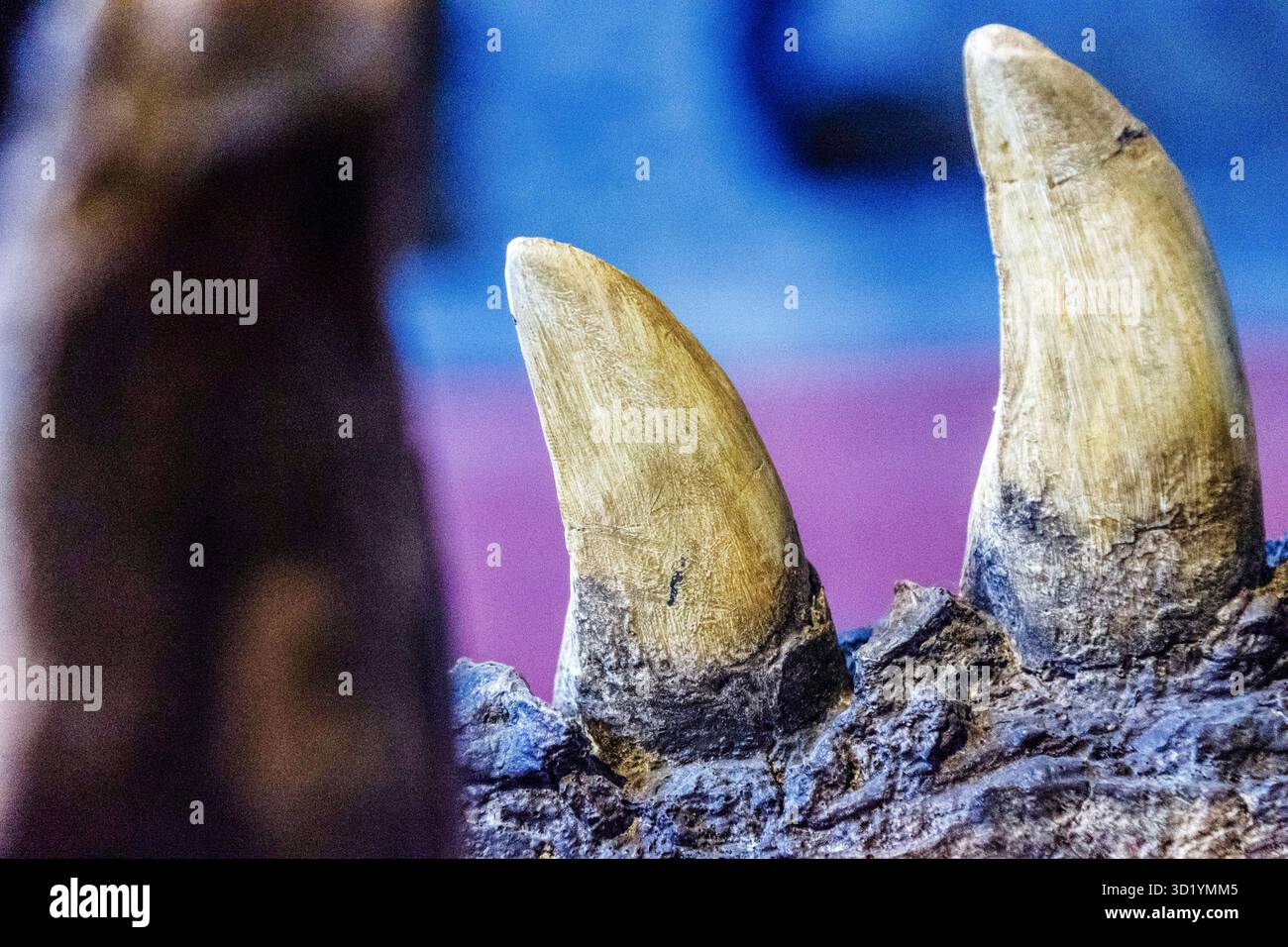Tyrannosaurus rex, 68 Mylionen vorher, Dinosaurien, Dinosauriermuseum, Esperaza. Departement Aude, Languedoc-Roussillon, Easte Stockfoto
