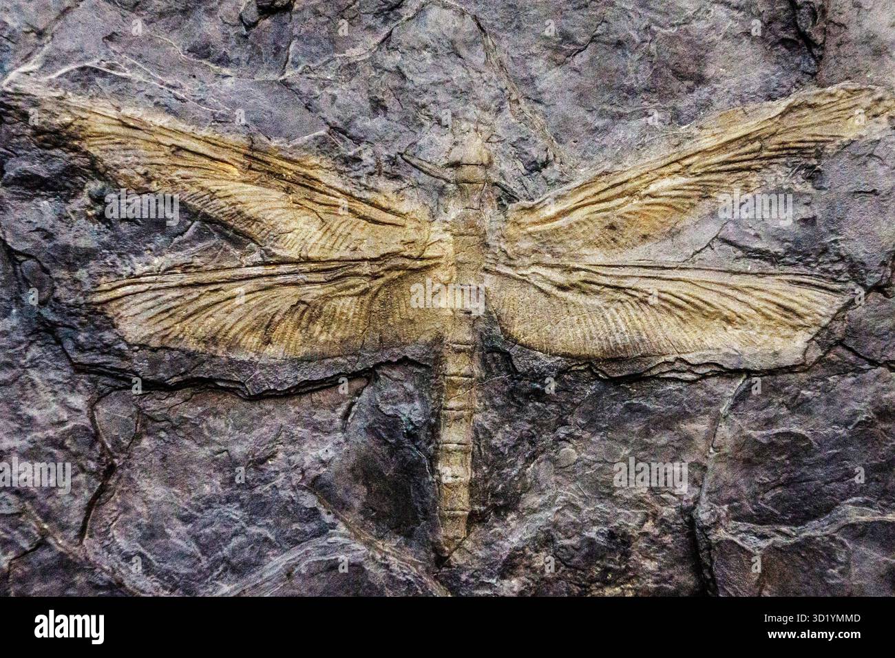 Meganeura, riesige Libelle, karbonwälder, Dinosaurien, Dinosauriermuseum, hall of Evolution, Esperaza, Aude, Languedoc-Rou Stockfoto