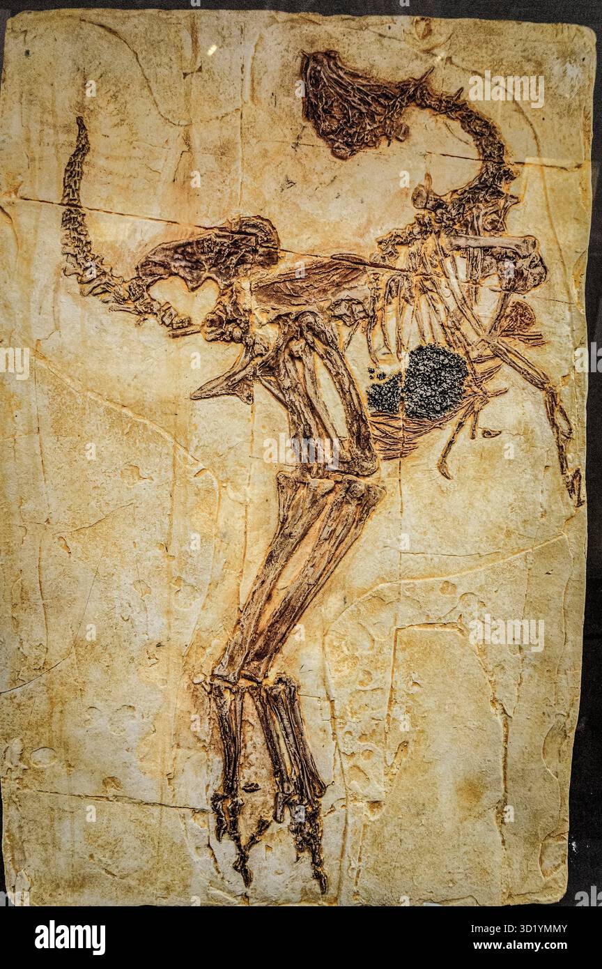 Caudipteryx, 120 m, Dinosauriermuseum, Evolutionsraum, Esperaza. Departement Aude, Languedoc-Roussillon, östliche Pyrenäen, Fr. Stockfoto