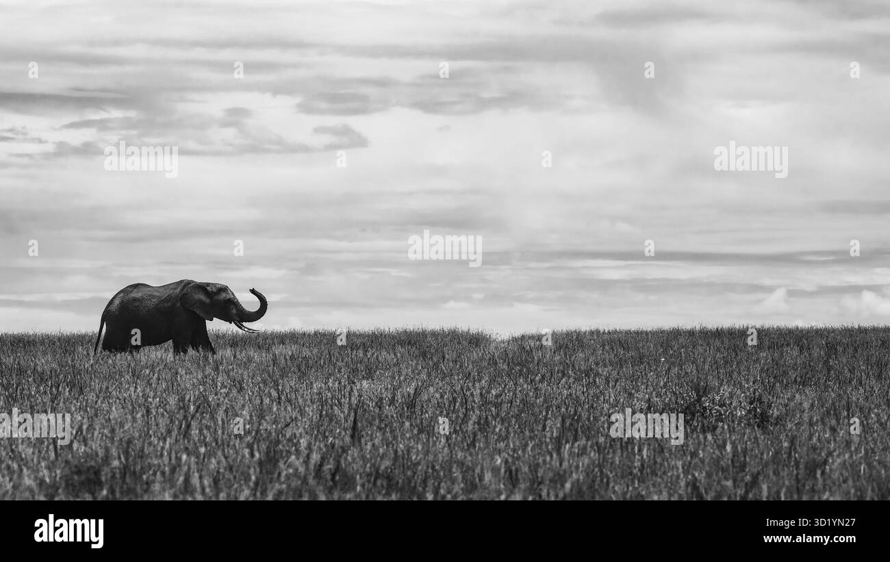 Beeindruckende Schwarzweiß-Wildtierfotografie mit afrikanischen Elefanten in Kenia. Auf Safari durch die Savannen von Amboseli und Tsavo. Stockfoto