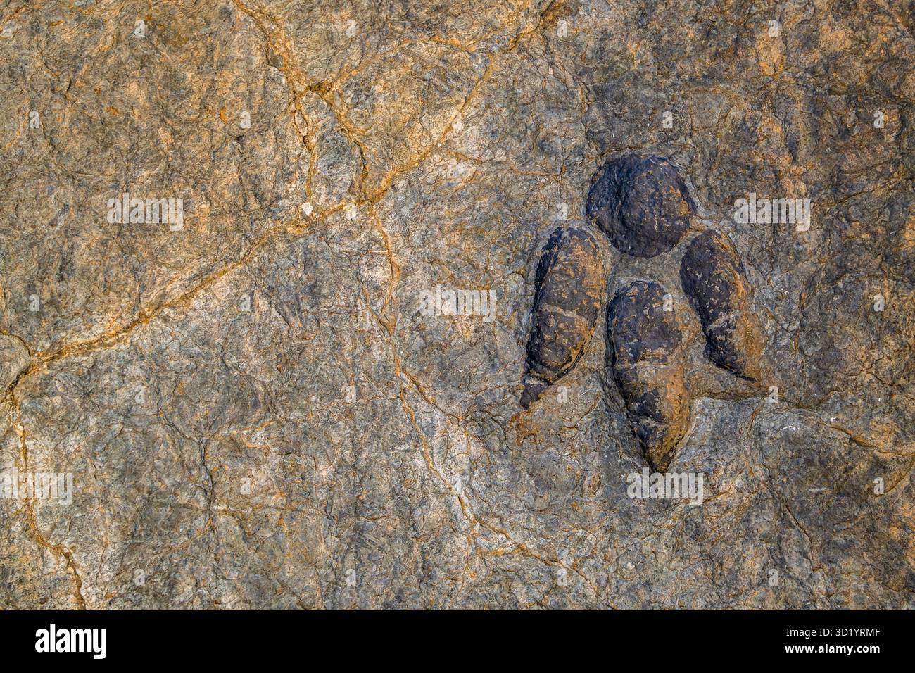 Dinosaurierfußabdruck auf einem Felsen, archäologische Stätte Peñaportillo, Munilla, La Rioja, Spanien, Europa Stockfoto