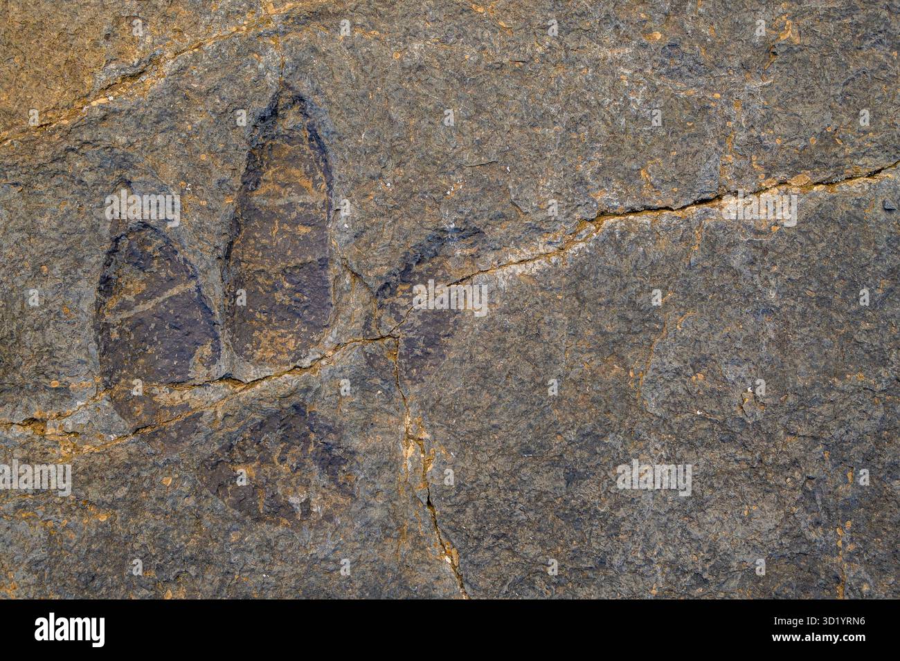 Dinosaurierfußabdruck auf einem Felsen, archäologische Stätte Peñaportillo, Munilla, La Rioja, Spanien, Europa Stockfoto