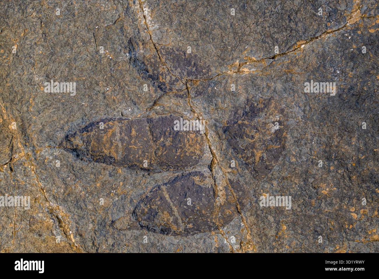 Dinosaurierfußabdruck auf einem Felsen, archäologische Stätte Peñaportillo, Munilla, La Rioja, Spanien, Europa Stockfoto