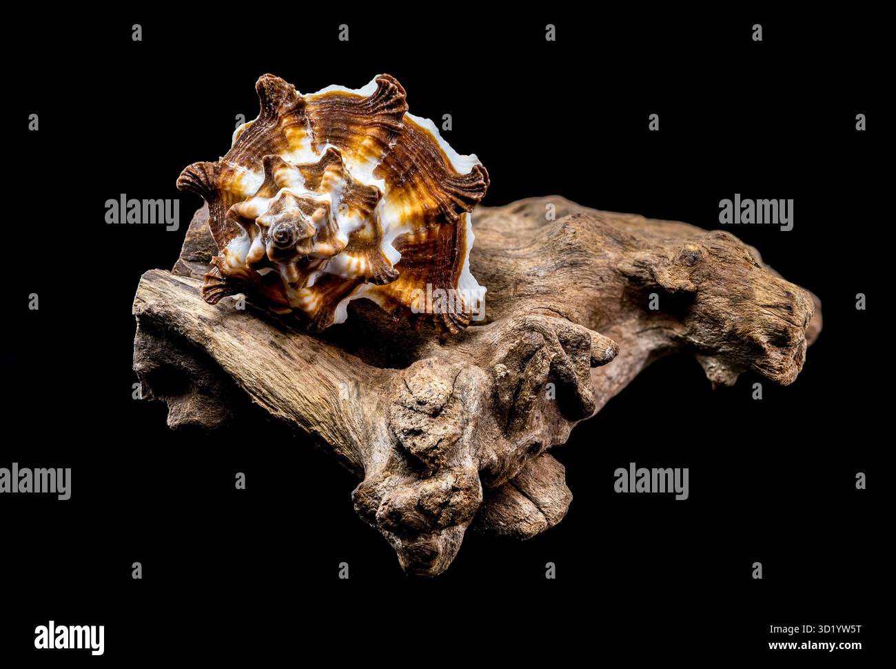Endivie Murex-Shell auf schwarzem Hintergrund aus Treibholz Stockfoto