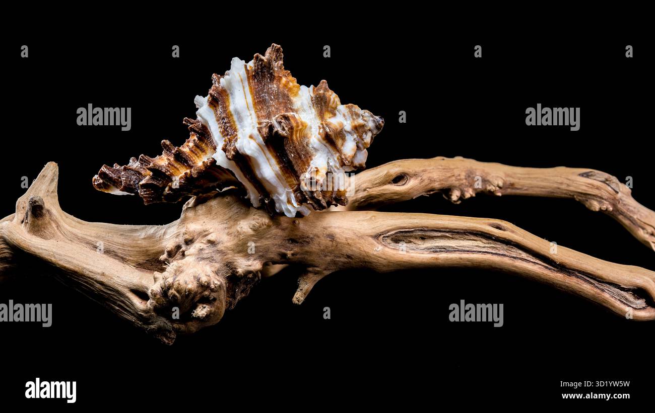 Endivie Murex-Shell auf schwarzem Hintergrund aus Treibholz Stockfoto