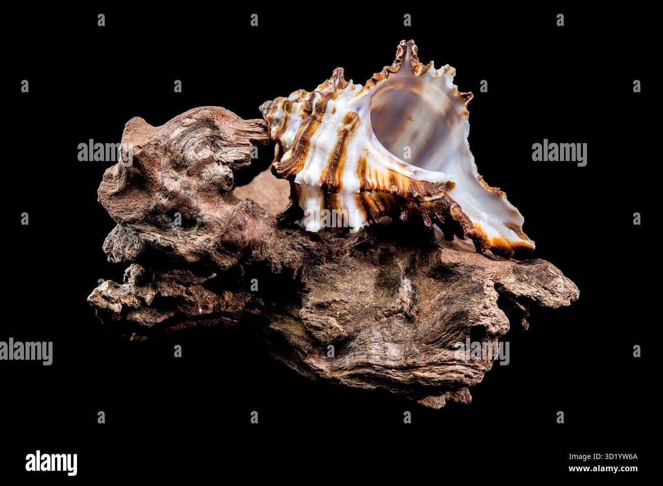 Endivie Murex-Shell auf schwarzem Hintergrund aus Treibholz Stockfoto