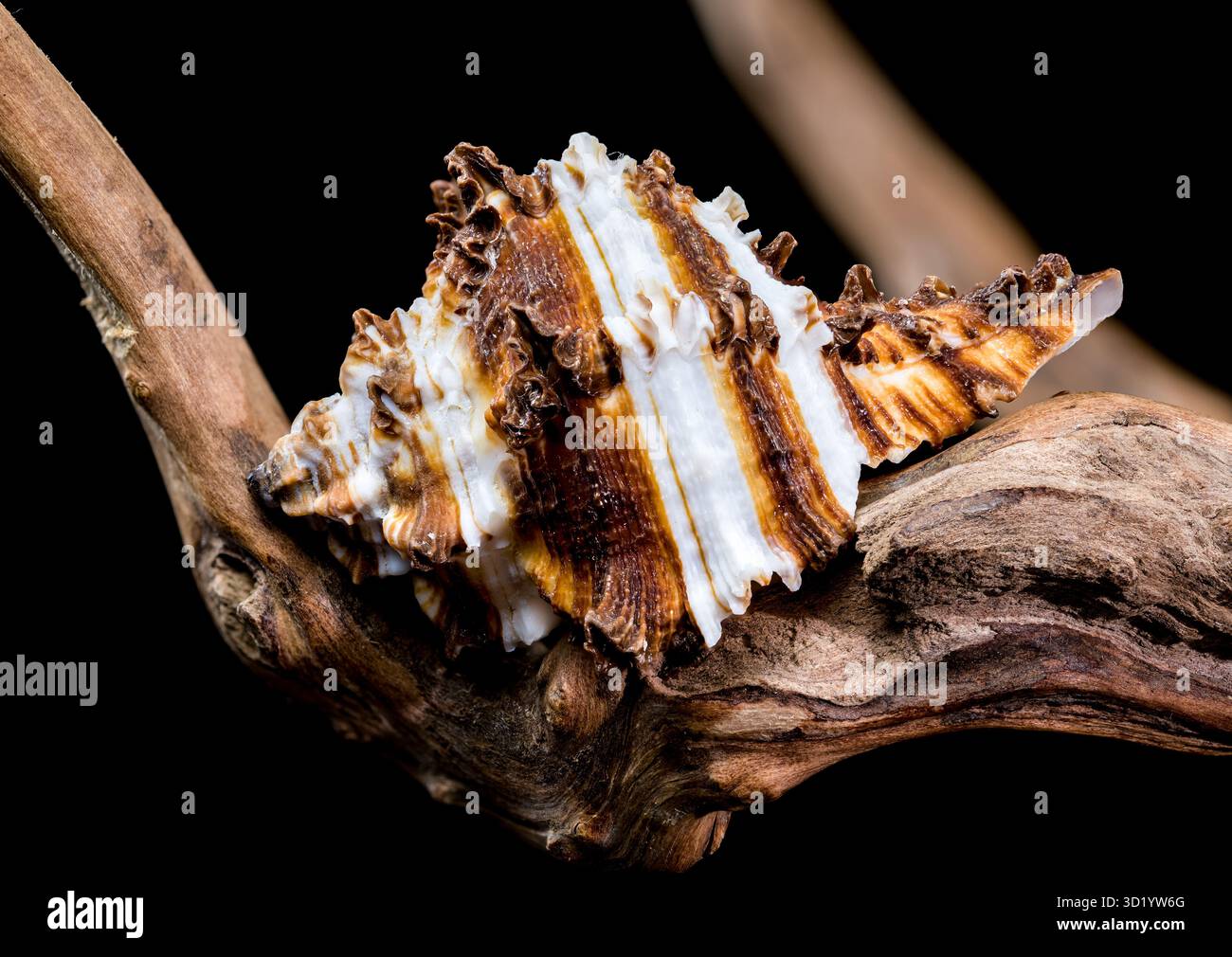 Endivie Murex-Shell auf schwarzem Hintergrund aus Treibholz Stockfoto