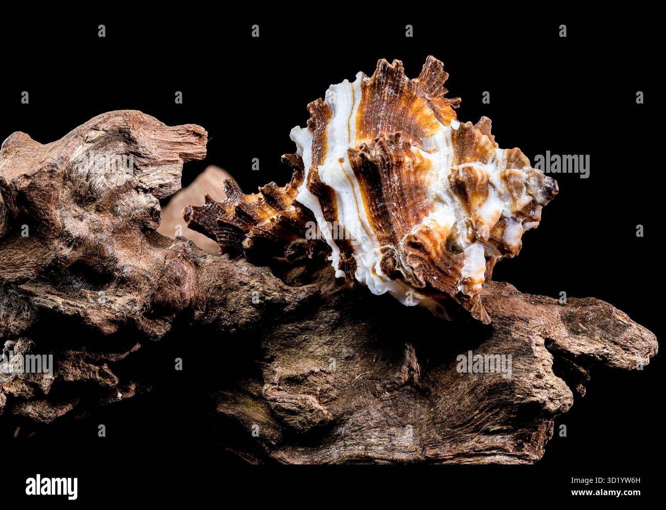 Endivie Murex-Shell auf schwarzem Hintergrund aus Treibholz Stockfoto